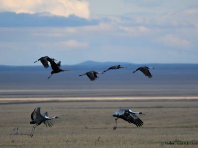 Hooded and White naped cranes - Small number of non-breeding Hooded Cranes oversummer in the east