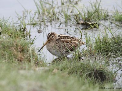 Swinhoe's Snipe (Gallinago megala) 