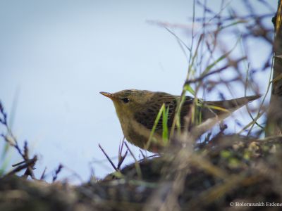 Pallas's Grasshopper Warbler