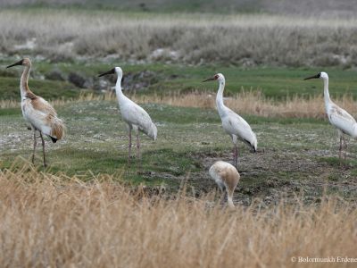 Siberian Crane - Small number (up to 60) of non-breeding birds oversummer in the east