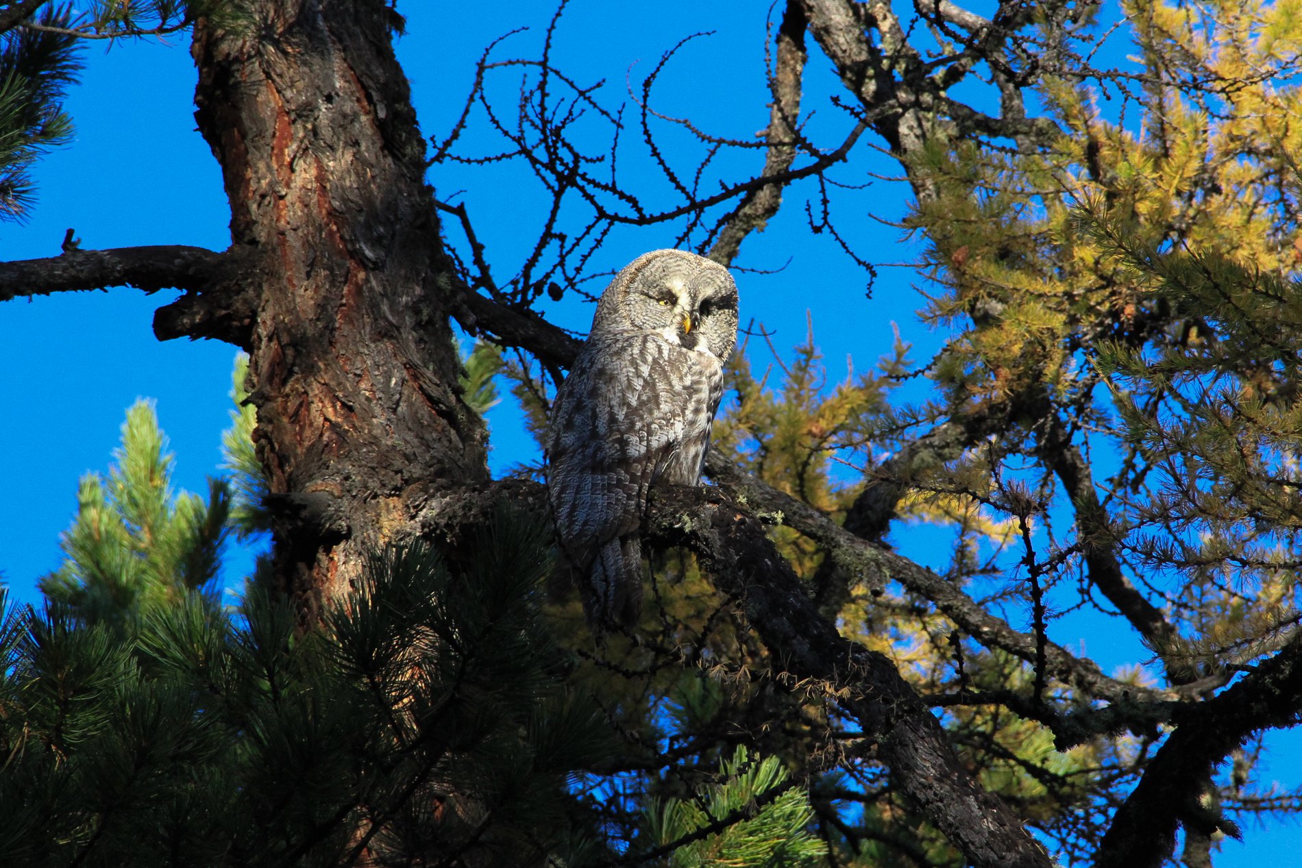 Discovery of a breeding site of Great grey Owl, Ural Owl and Northern hawk Owl in central Mongolia. (Sep 2016)