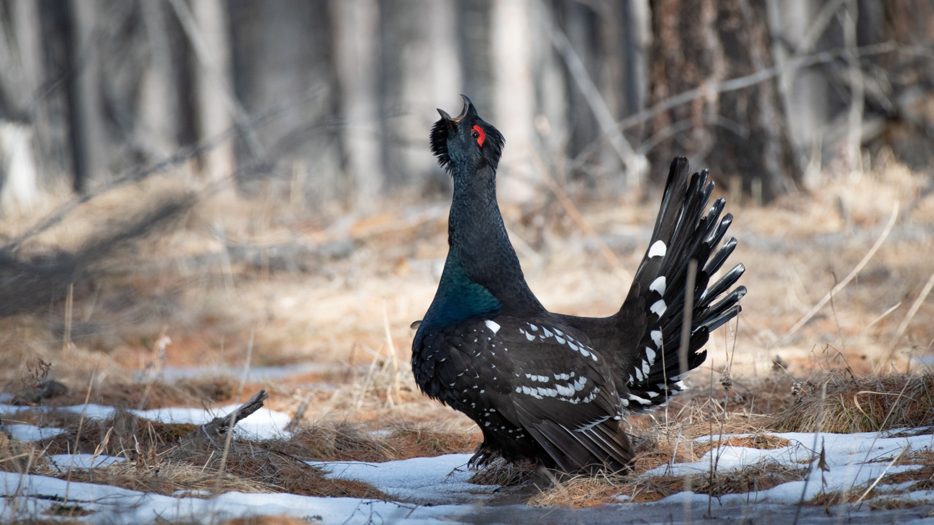 Classic birding tour of Mongolia: Gobi desert, steppe lakes and Taiga