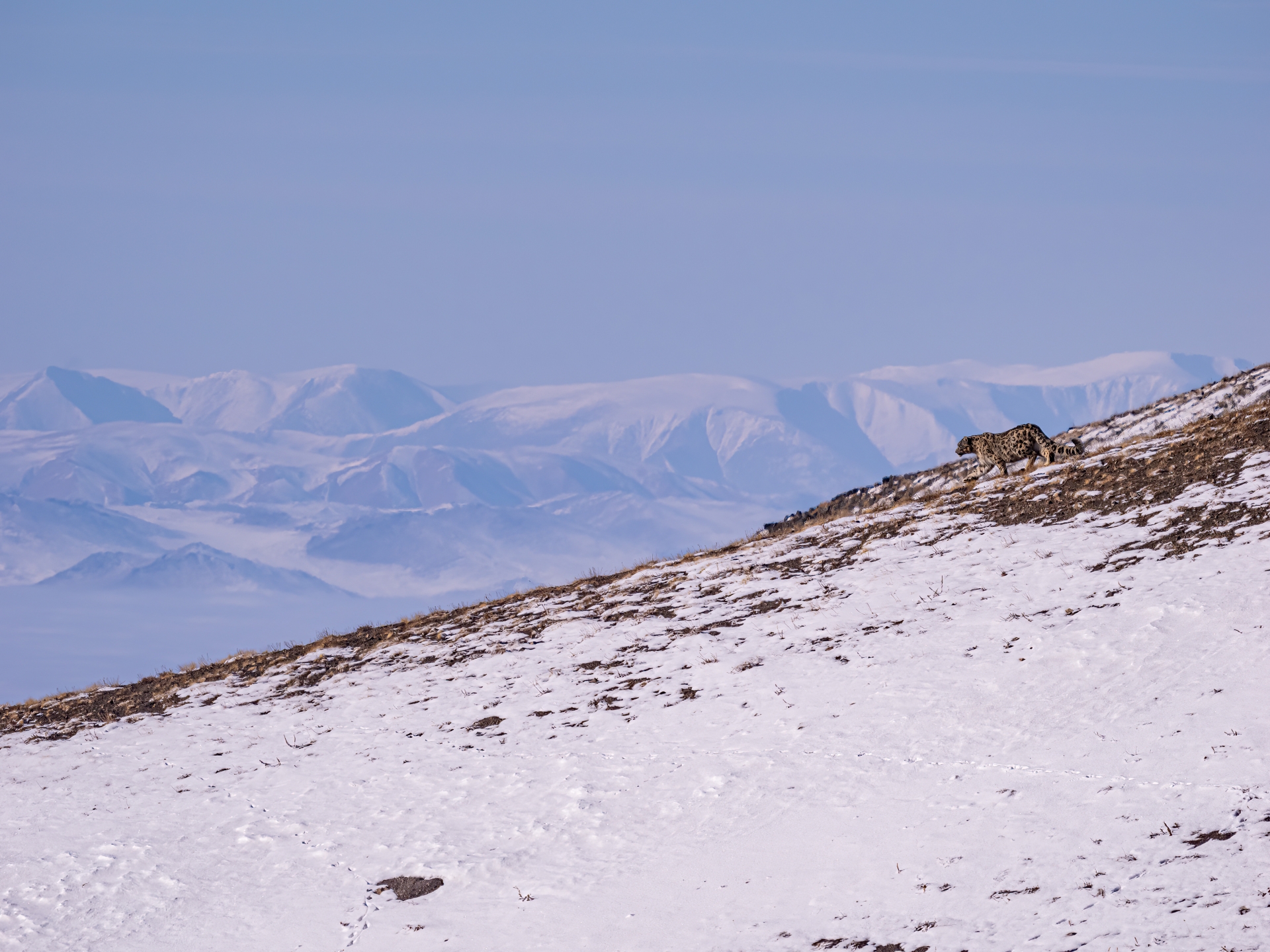 EPIC!!  Winter mammal (Snow leopard, Pallas’ cat, wolves and other) photography tour with Singaporeans