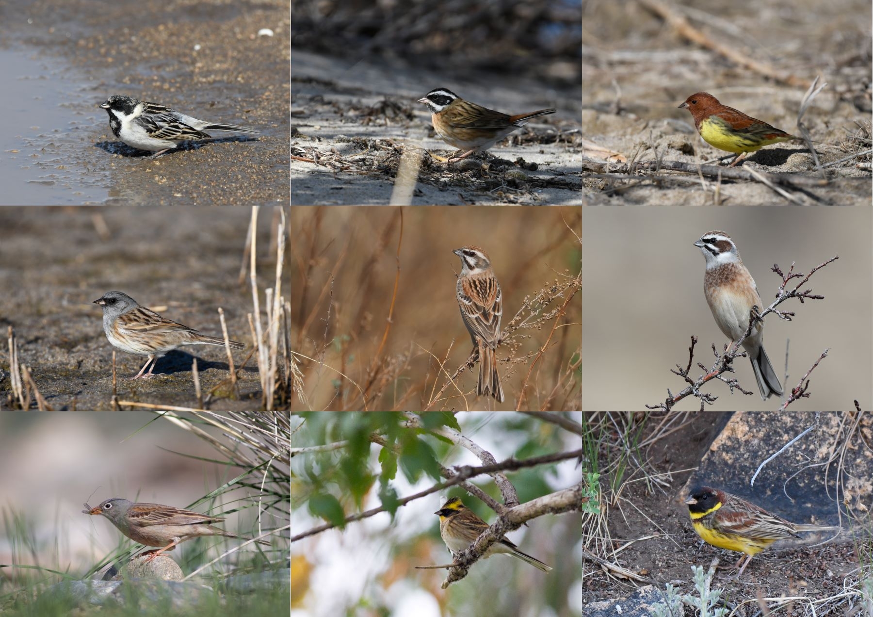 Bird watching tour to far eastern Mongolian steppe