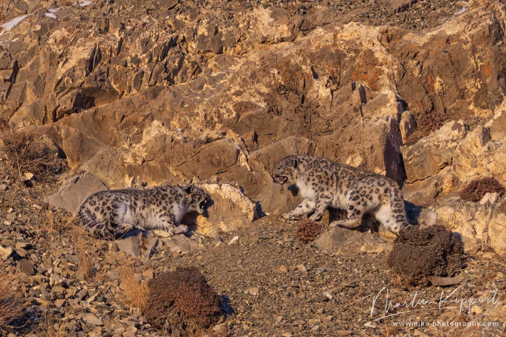 Snow leopard photography winter tour, Mongolia