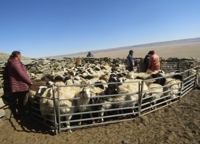 Improving livestock quality and protecting genetic resources ”sub-project is being implemented in three aimags