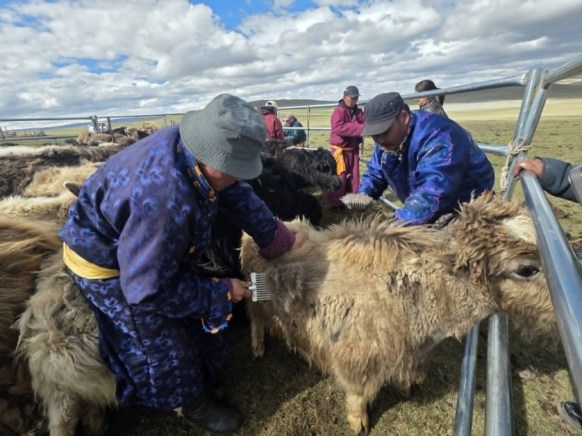Practical Trainings on Yak Down and Camel Wool Preparation Are Being Organized to Increase Quality and Market Value