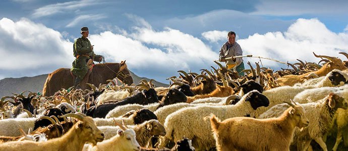 “How to set livestock tax” - an online survey was conducted among herders