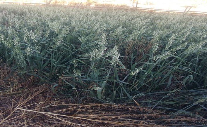 Implemented a project to grow fodder on manure