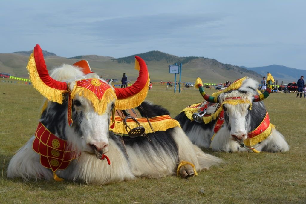 Монгол сарлаг дэлхийн брэнд болох цаг айсуй
