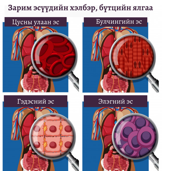 Эс гэж юу вэ? Вирүс болон бактер хоорондоо ямар ялгаатай вэ? 