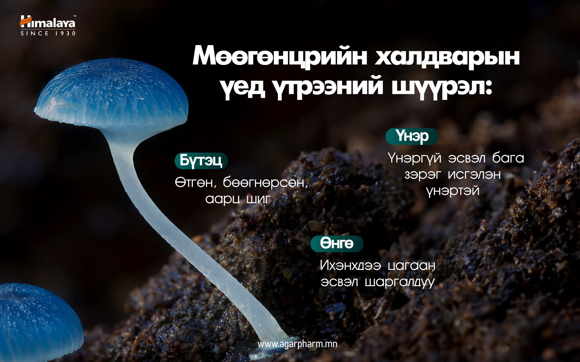  Мөөгөнцрийн халдварын үед үтрээний шүүрэл