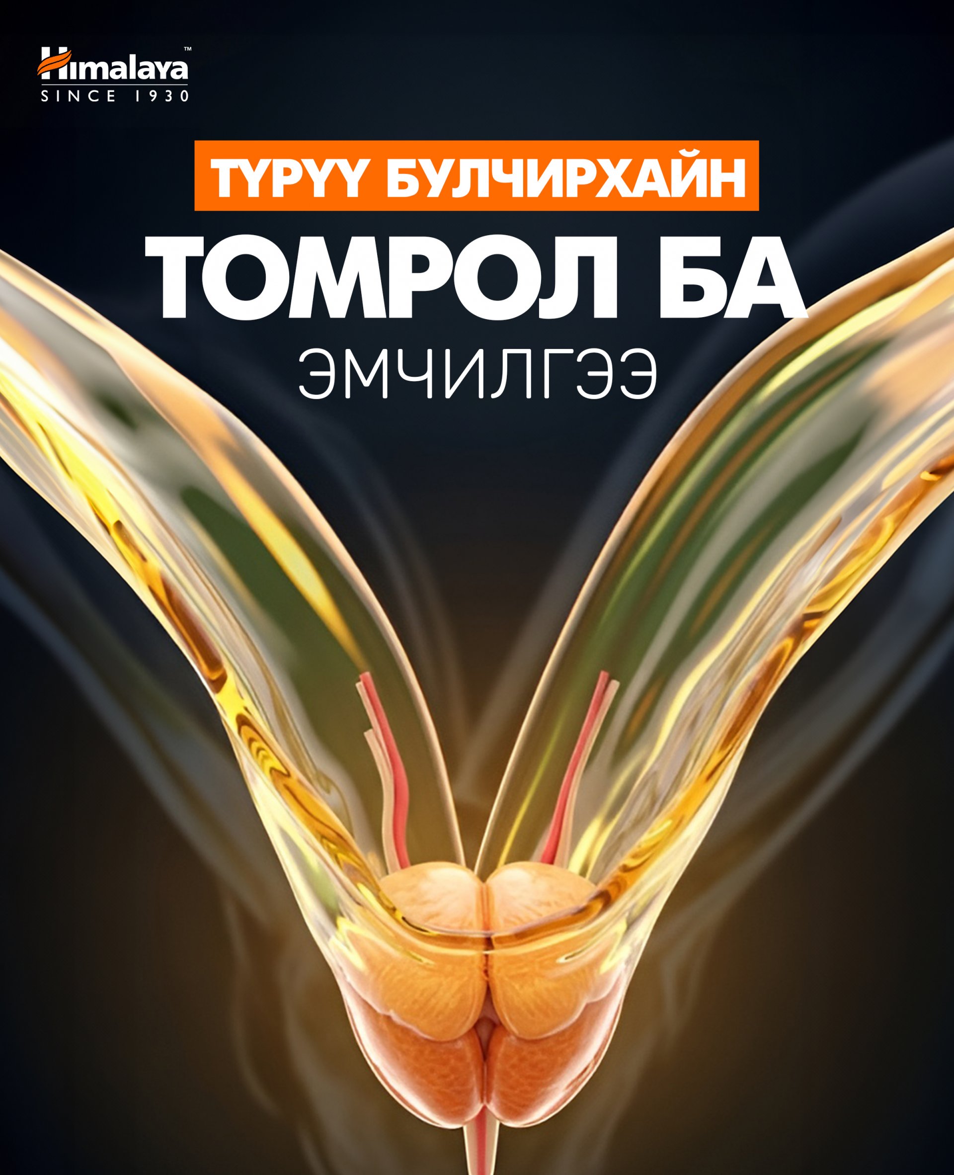 Түрүү булчирхайн томрол гэж юу вэ?