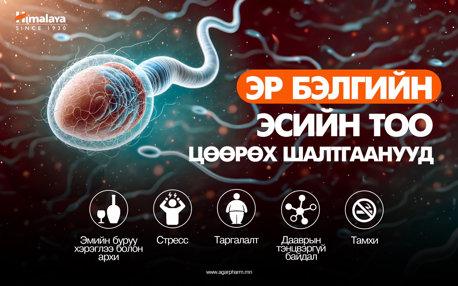 Эр бэлгийн эсийн тоо яагаад цөөрдөг вэ?