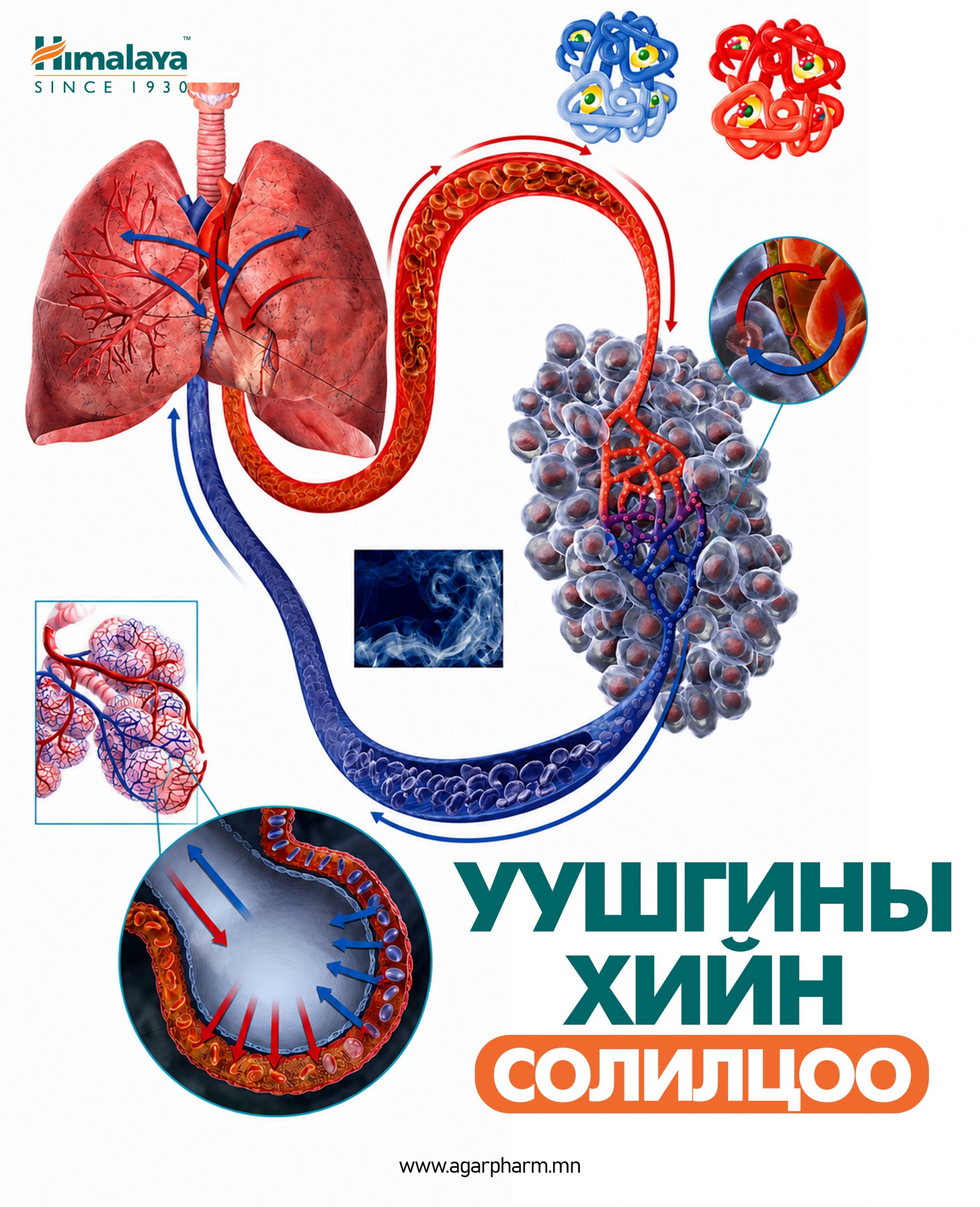 Уушги дэмжих 5 зуршил