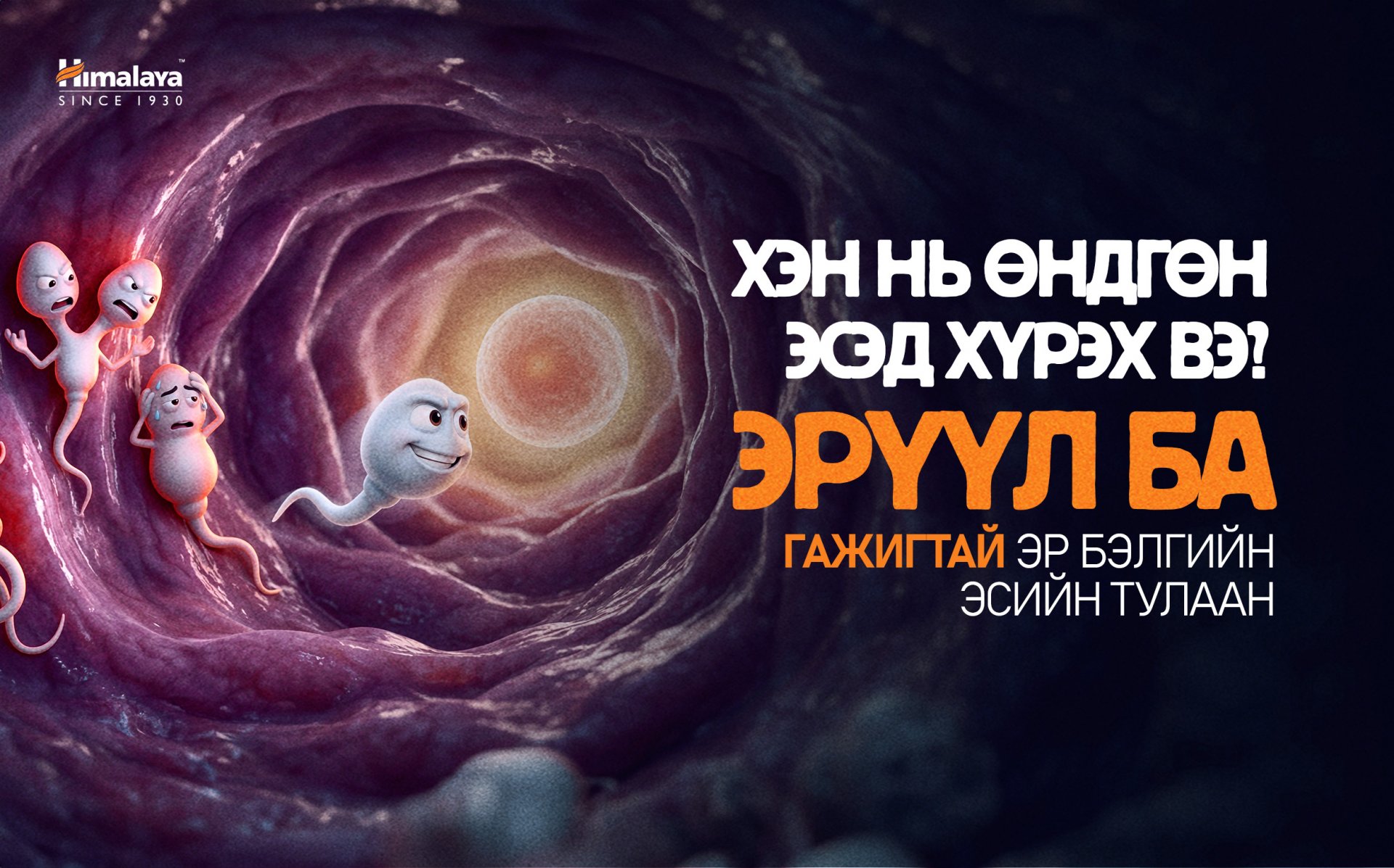 Эр бэлгийн эсийн “ГАЖИГ” гэж юу вэ? 