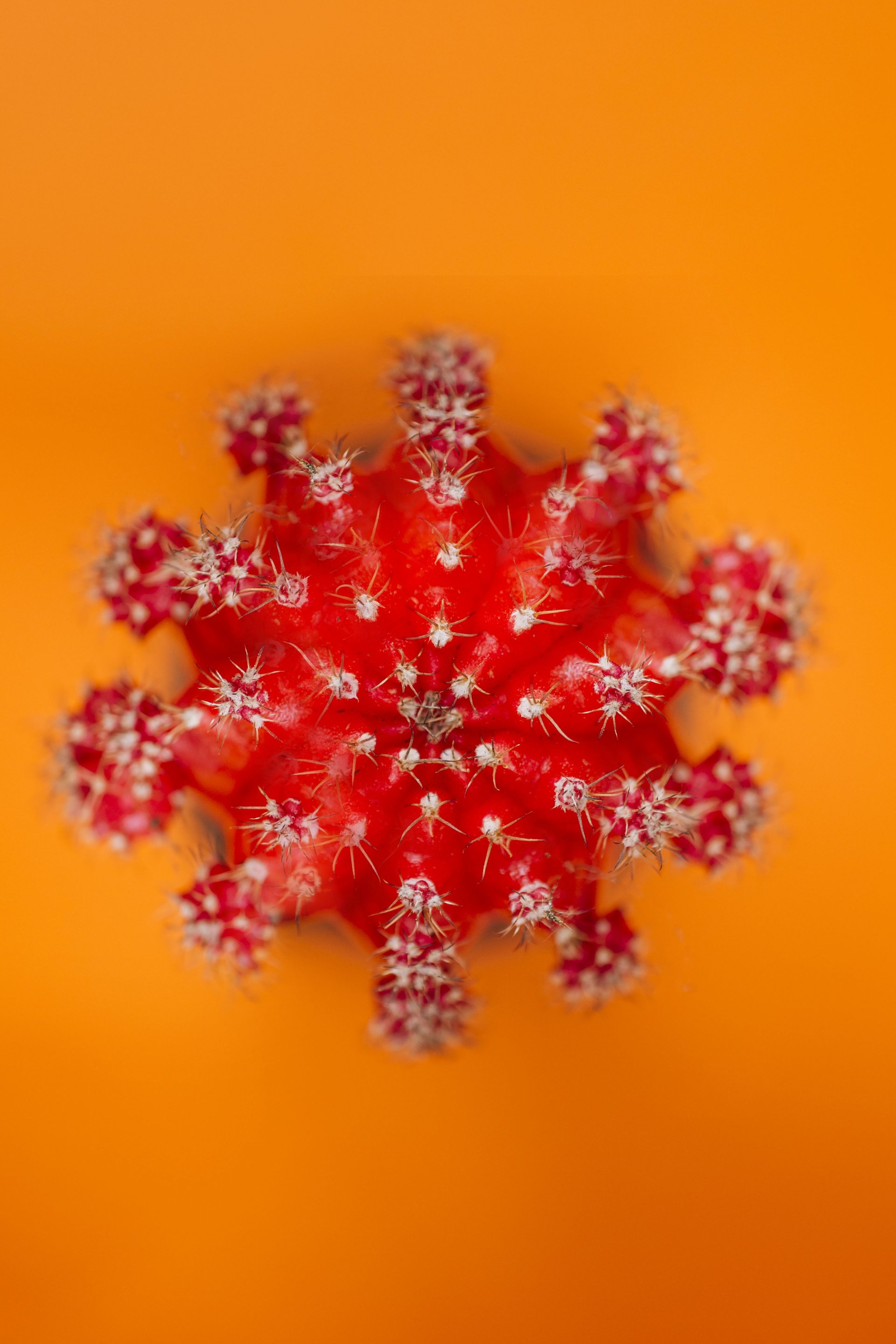 Эмчилгээ хийлгээгүй тохиолдолд үхэлд хүргэдэг вирус