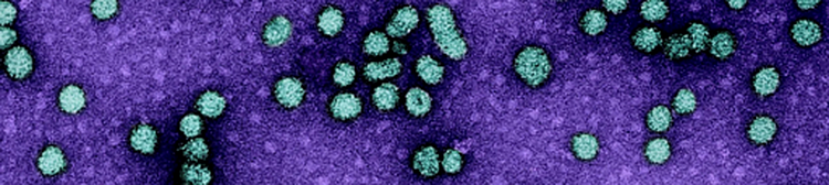 Та В вирусээр оношлогдсон ч “зовуурь алга” гэж тоохгүй яваа юм биш биз?