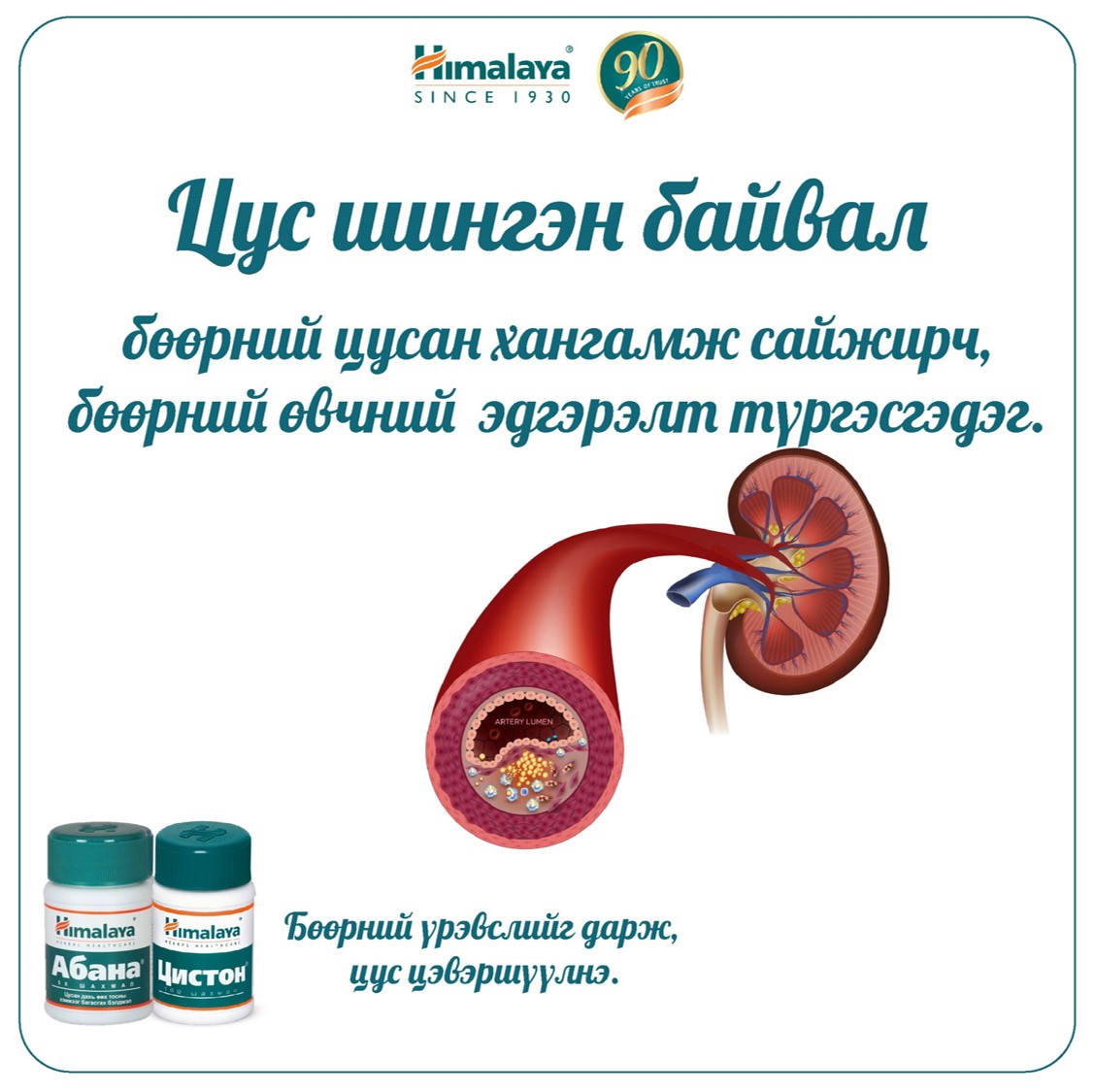 Яагаад бөөр өвдөхөөр артерын даралт ихсээд байдаг вэ? | “ЦАХИУР ТӨМӨР” ХХК