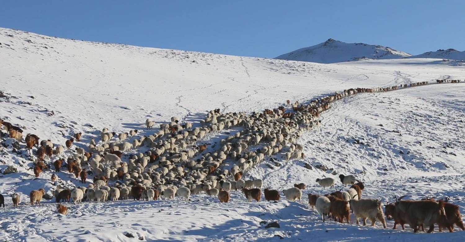Зудын байдалд үнэлгээ хийхэд 9 аймгийн 36 сум цагаан зудтай байна